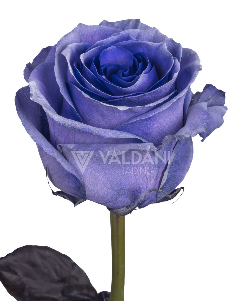 Light Purple - base view